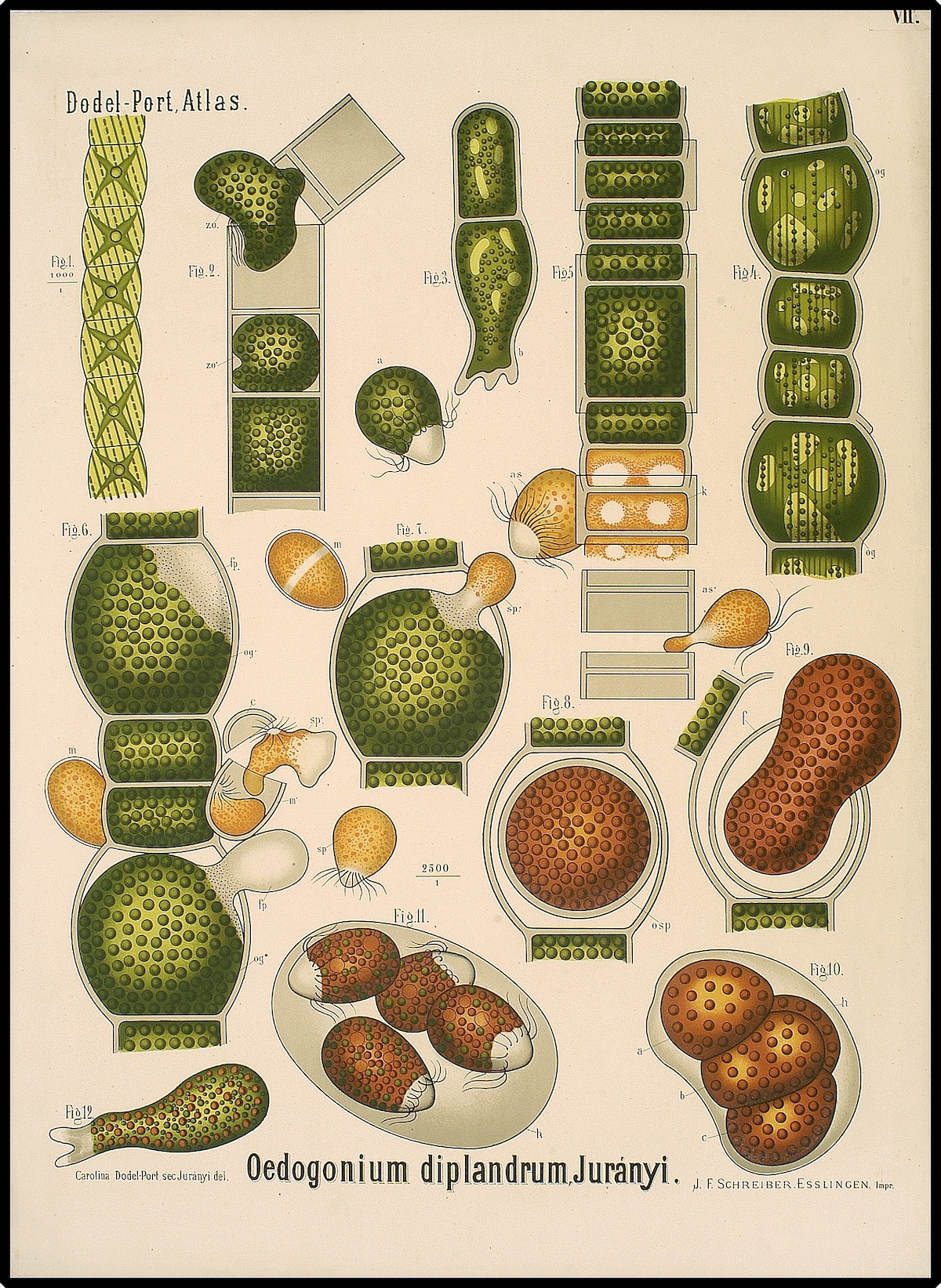 oedogonium diagram