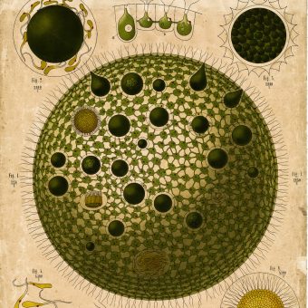 The Dodel-Port Atlas Plant Anatomy Charts – 1878