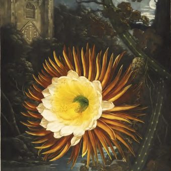 Ravishing Flowers From The Temple of Flora, 1807