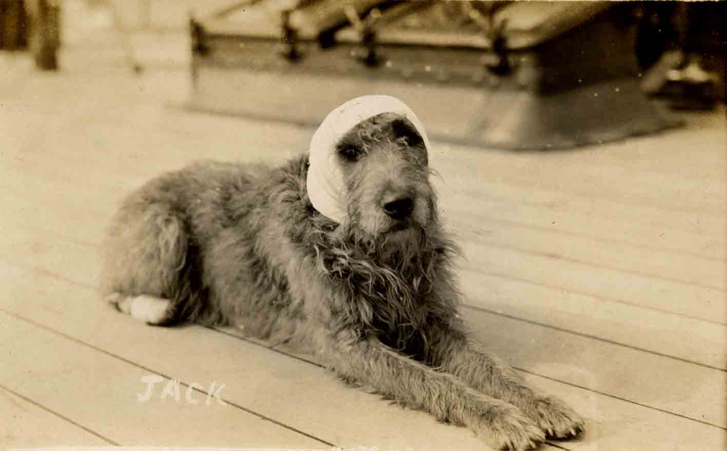Vintage dog photos