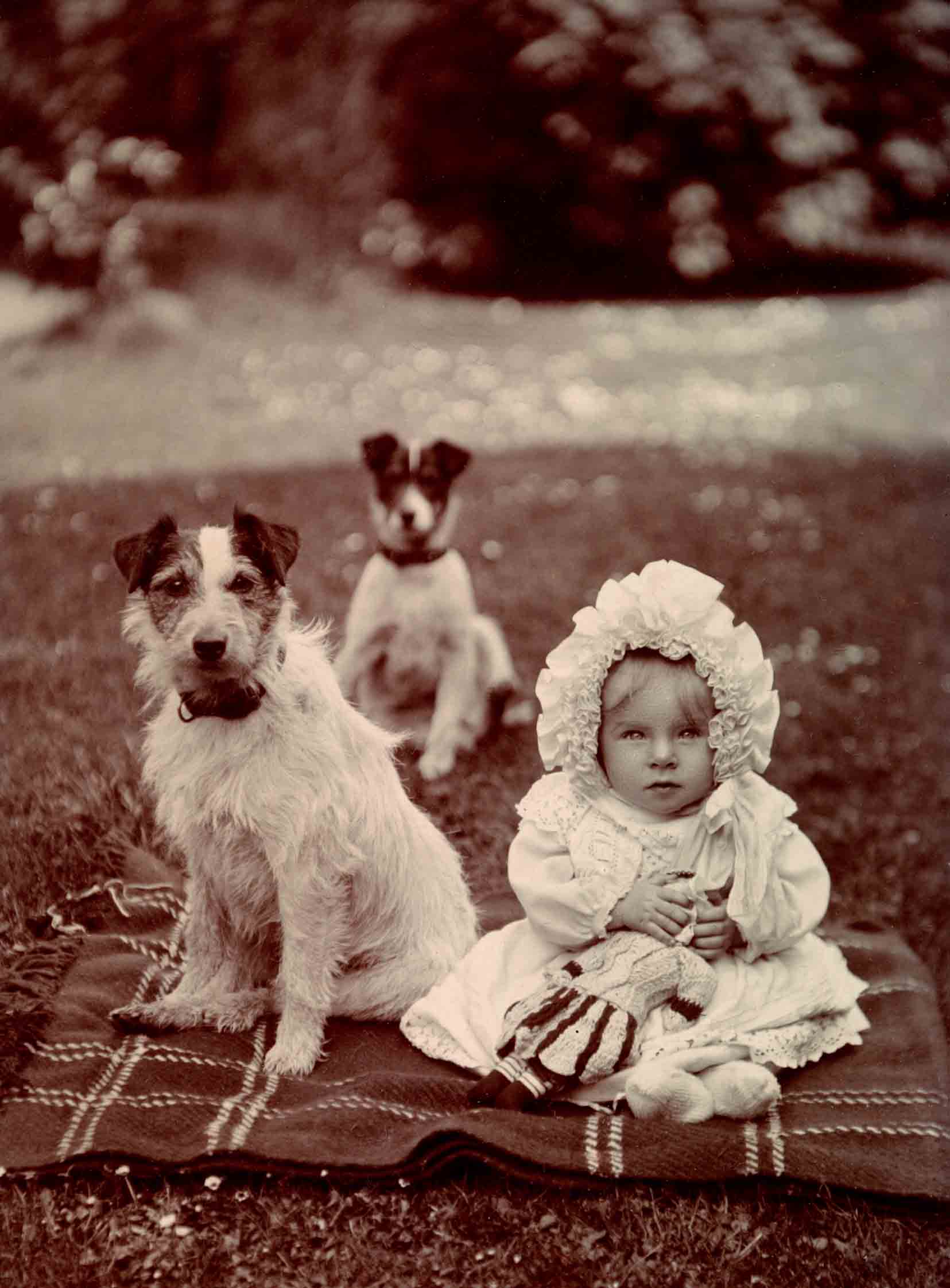 Vintage dog photos