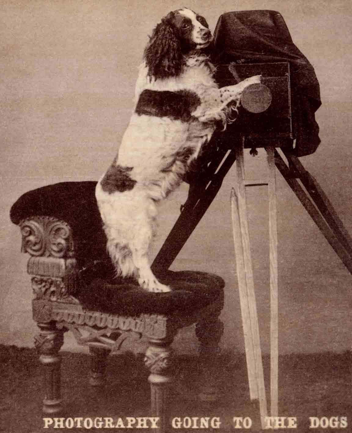 Vintage dog photos