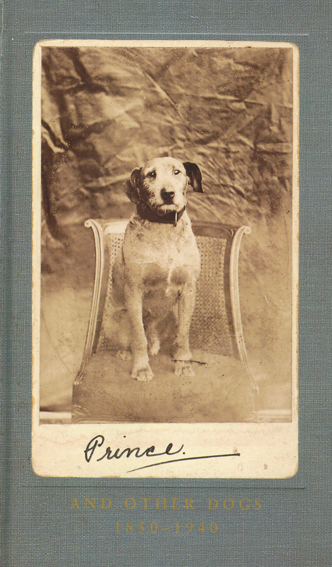 Vintage dog photos