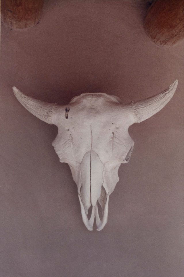 Georgia-o-keeffe Skull - Flashbak