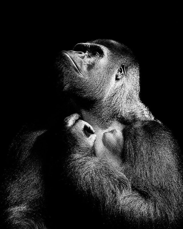 Primates Express Deep Emotions In These Fabulous Photos - Flashbak