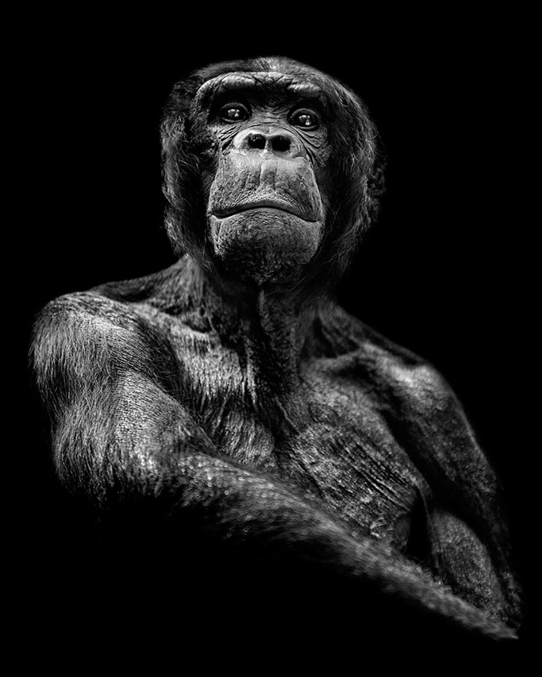 human ape