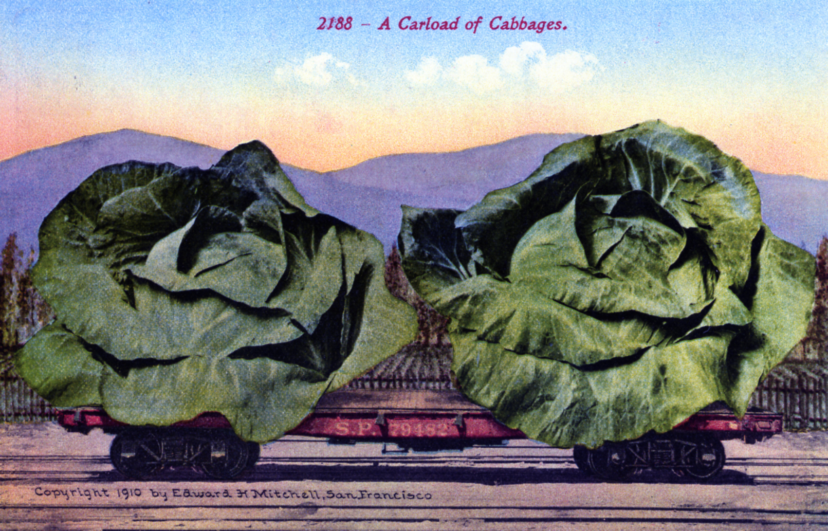 A Carload of Cabbages San Francisco CA published by Edward H. Mitchell, San Francisco, California, 1910