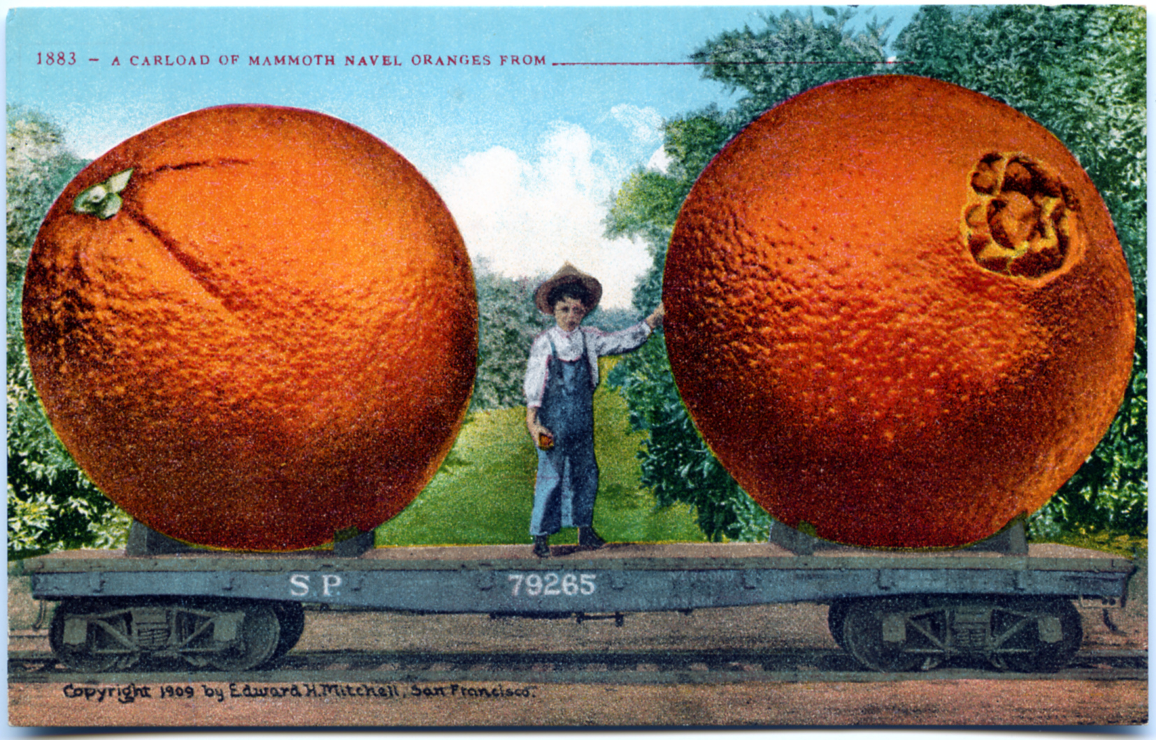 A Carload of Mammoth Naval Oranges from ___ CA Edward H. Mitchell, San Francisco 1909
