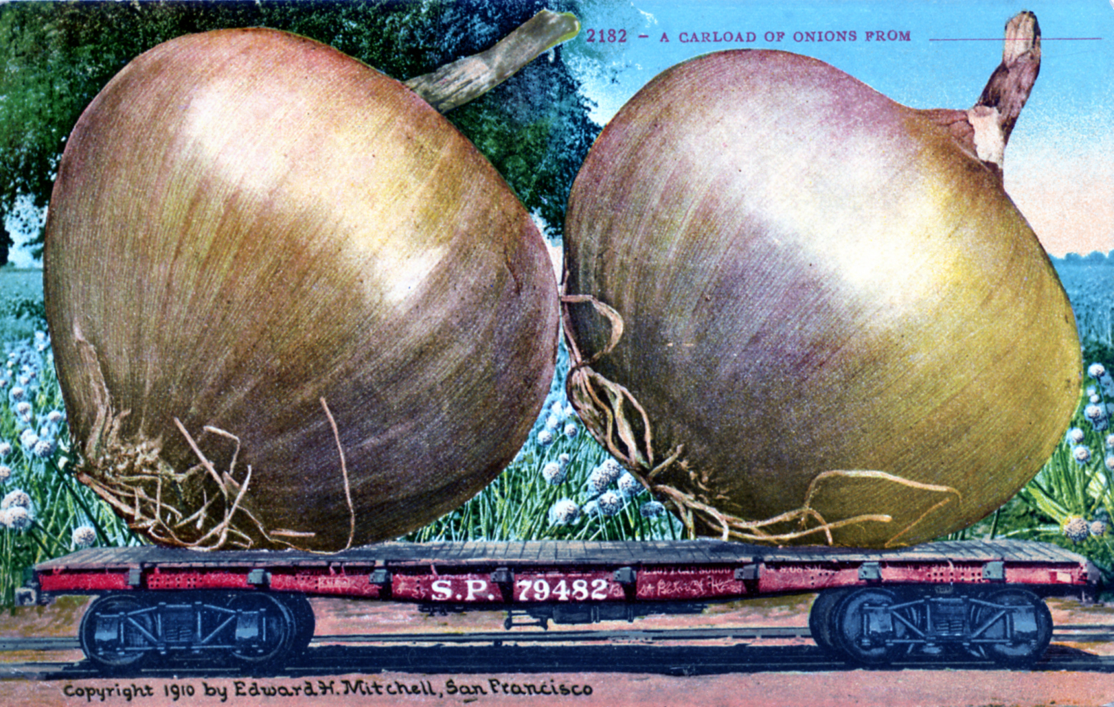 Carload of Onions from ______ Southern Pacific c. 1910 Edward H. Mitchell, San Francisco