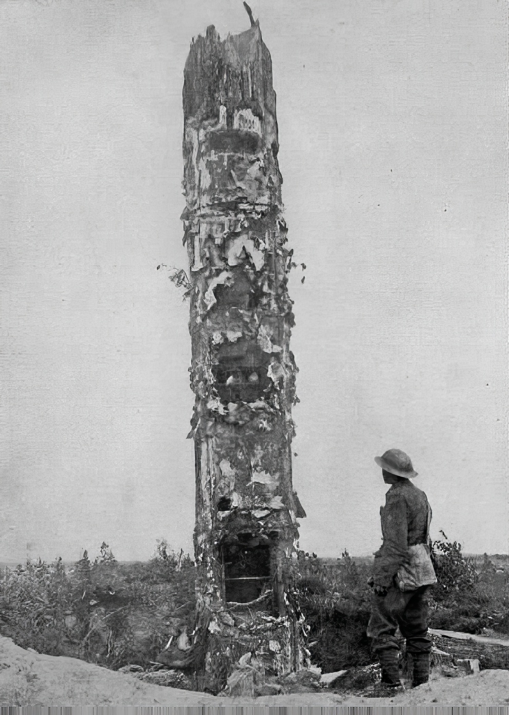 Camouflage Trees Of World War I