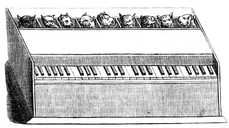 cat organ