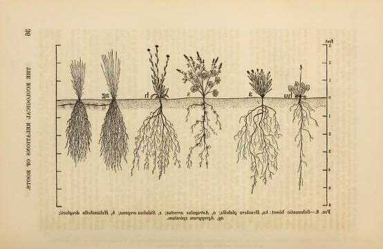 Mapping Netherworlds: The Ecological Relations of Roots by John Ernest  Weaver (1919) - Flashbak