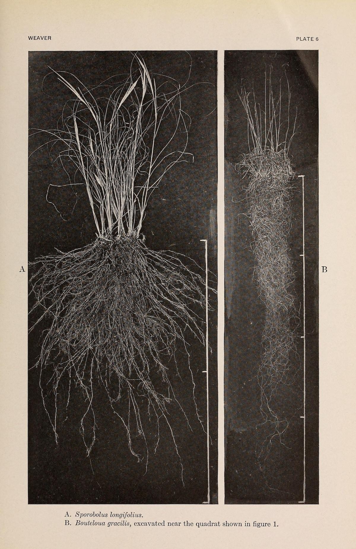 The Ecological Relations of Roots by John Ernest Weaver