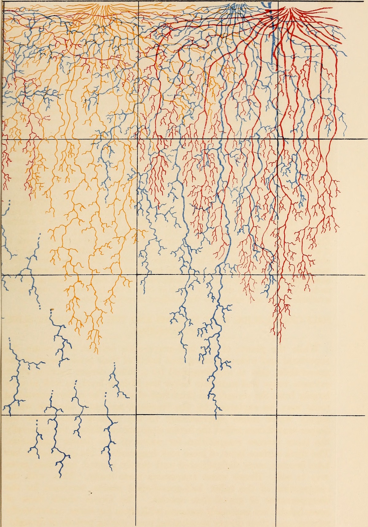 The Ecological Relations of Roots by John Ernest Weaver