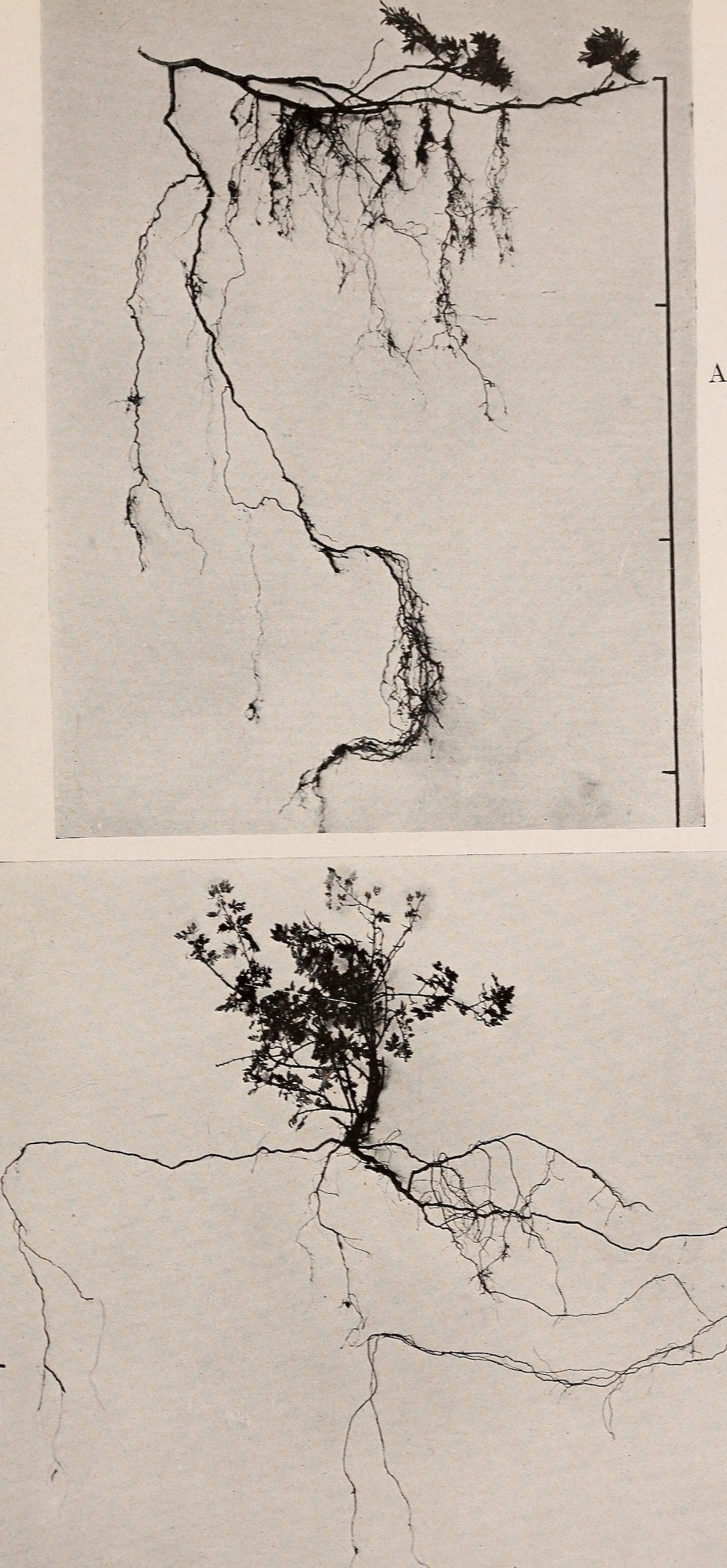 The Ecological Relations of Roots by John Ernest Weaver