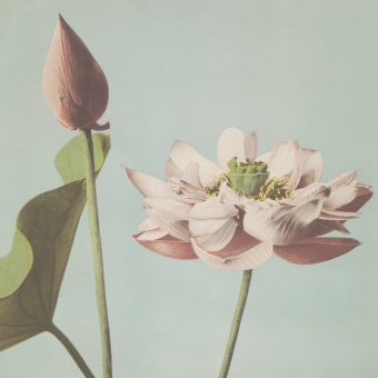 Hand-Coloured Photographs of Flowers Ogawa Kazumasa, 1896