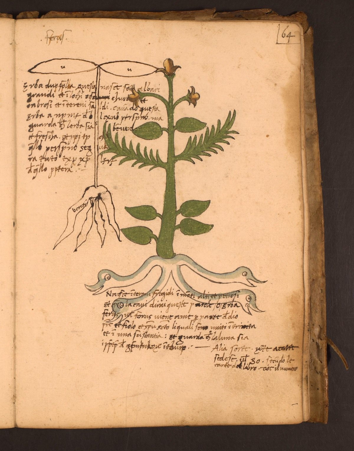 Erbario Italian herbal