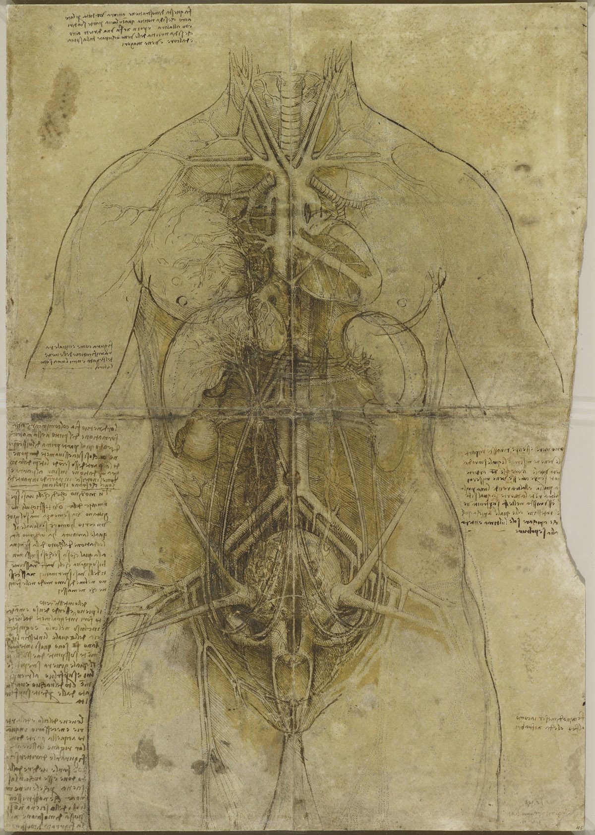  Vinci anatomy