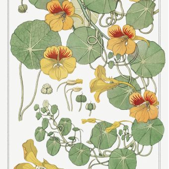 Capucine (nasturtium) from La Plante et ses Applications ornementales ...