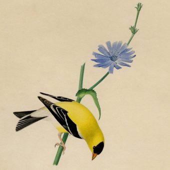 Beautiful Birds from Isaac Sprague’s Natural History 1839-1842