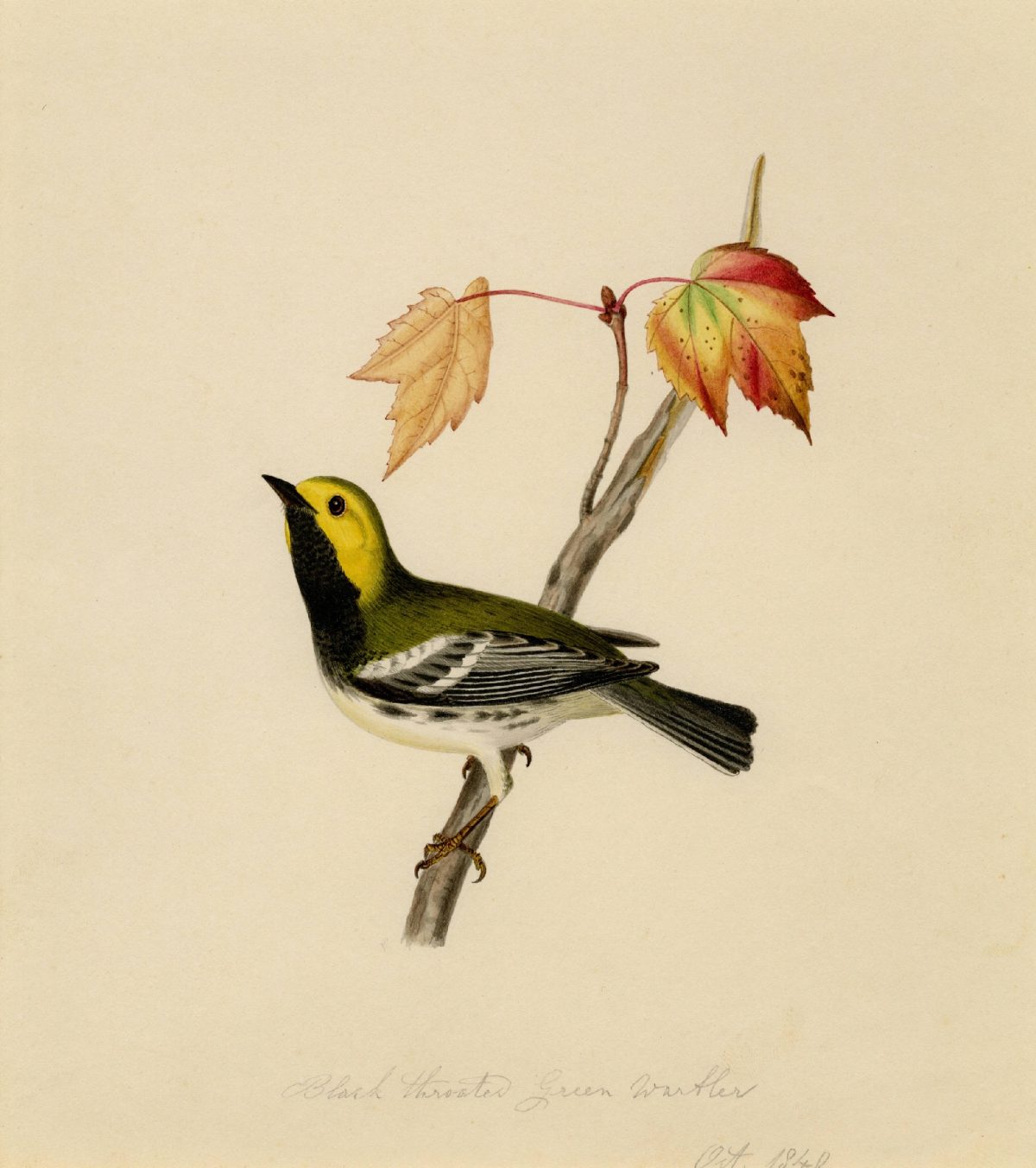 Black Throated Green Warbler"A single male bird is depicted on a branch of red maple with seeds" 