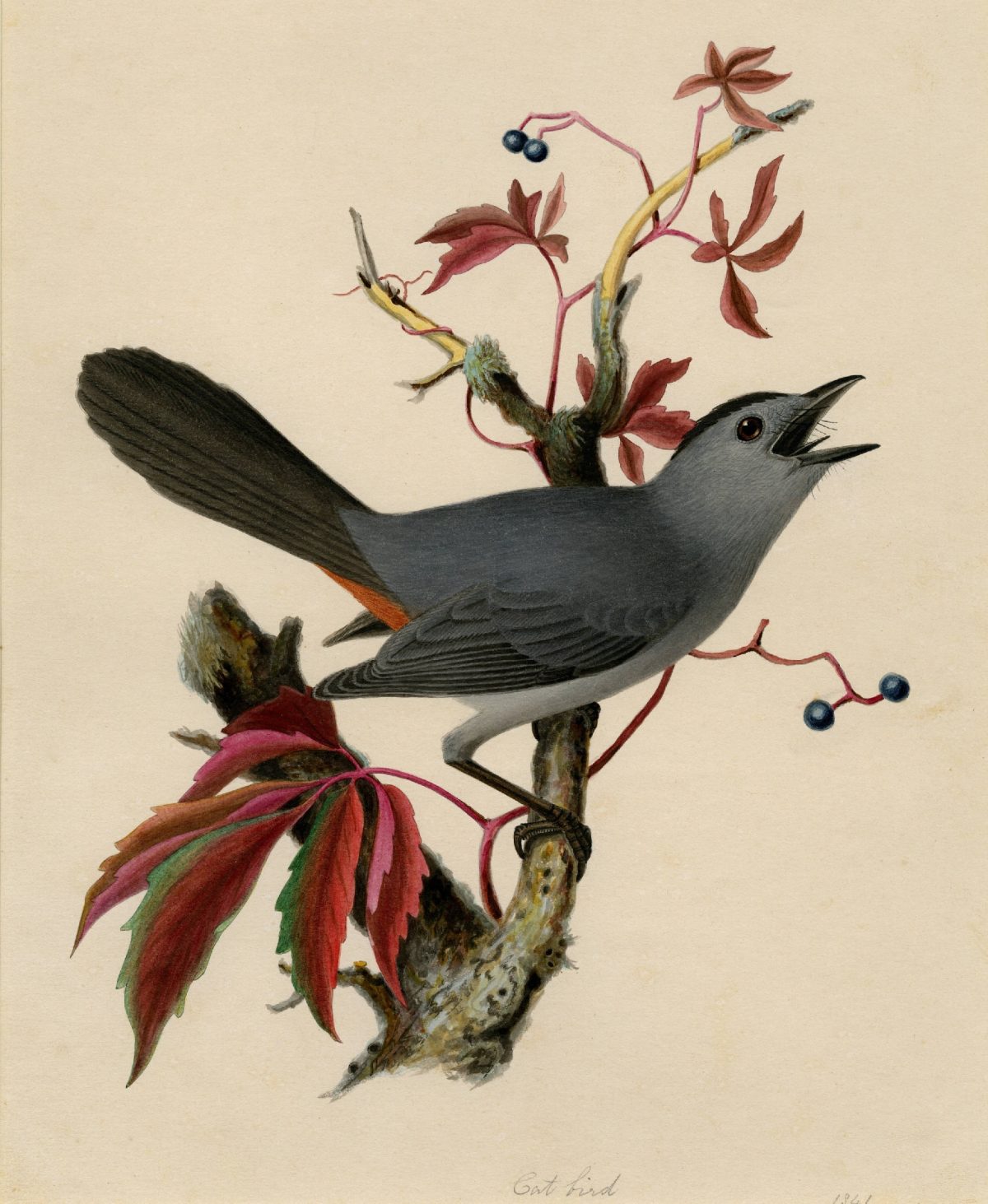 Cat Bird"A single bird is depicted perched on a branch. Virginia creeper in fall color is twisted around the branch"