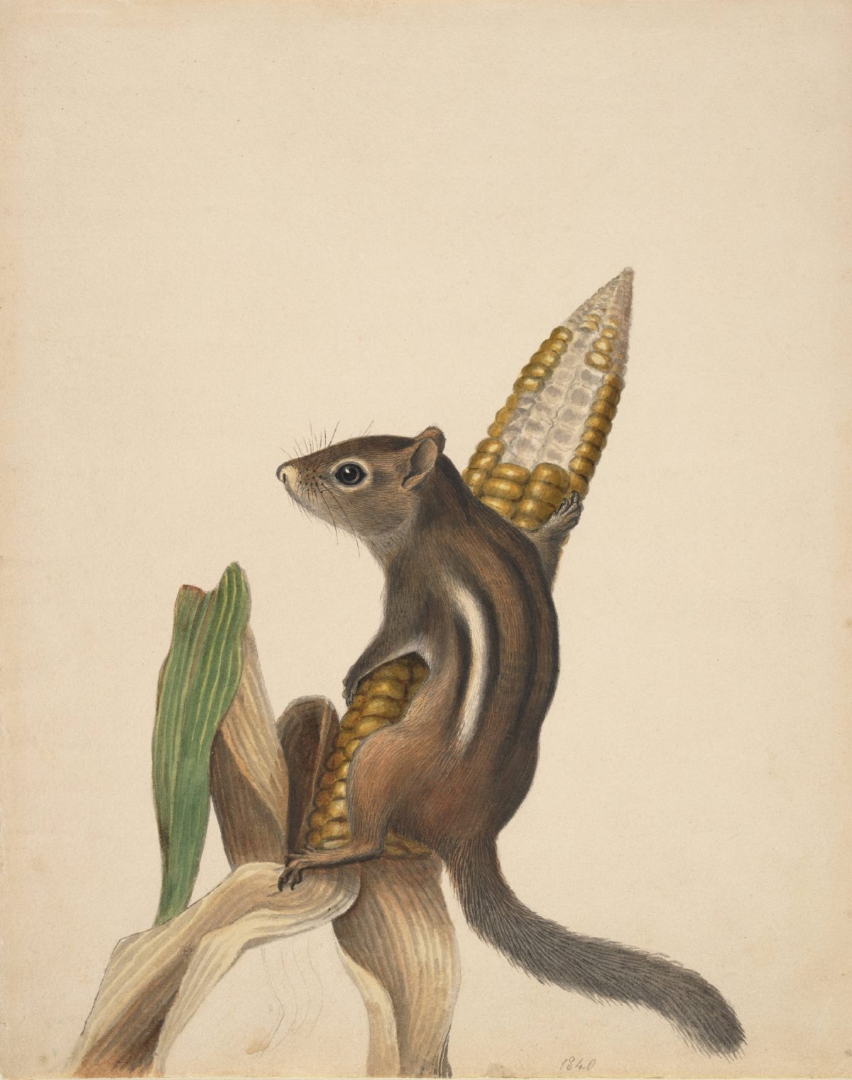 Chipmunk "The chipmunk is perched on an ear of corn. The date is written in graphite below the chipmunk’s tail."