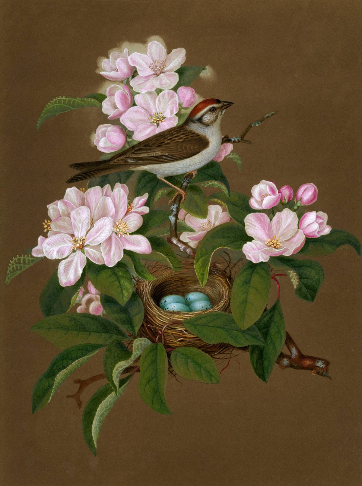 Chipping Sparrow "The sparrow is perched on a flowering branch which also holds a nest containing four blue-green eggs. The background is a deep brown."