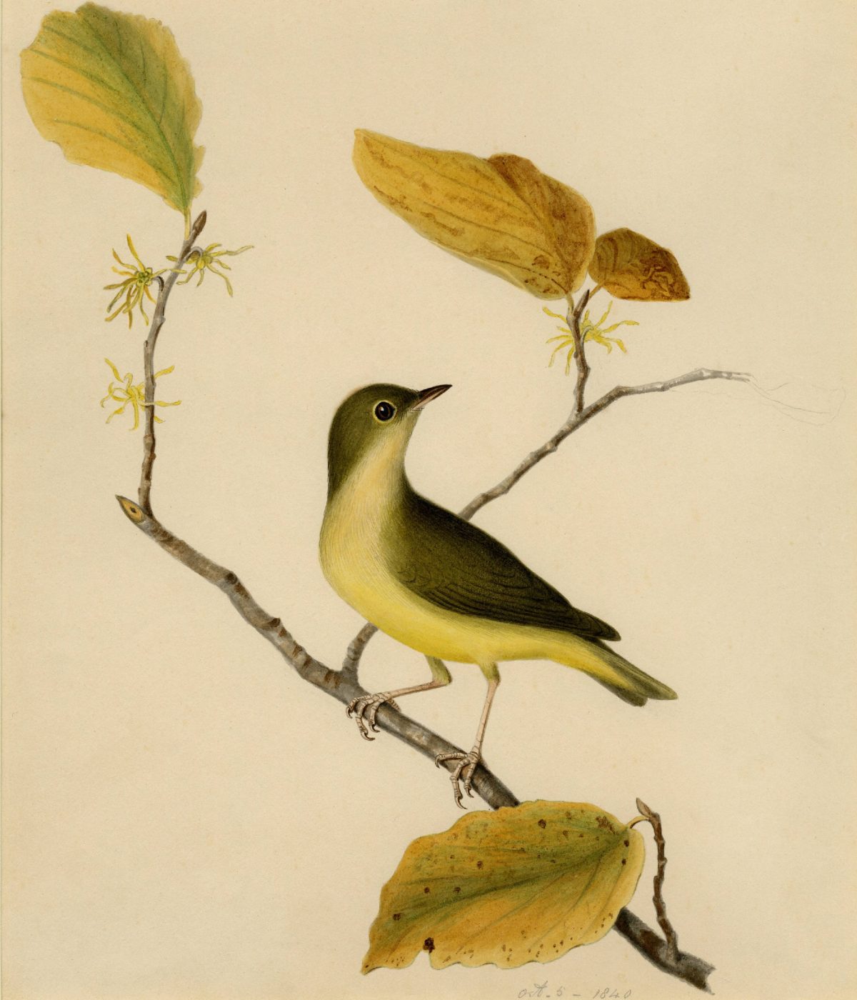 Connecticut Warbler "The single bird is depicted perched on a flowering branch of witch hazel" 