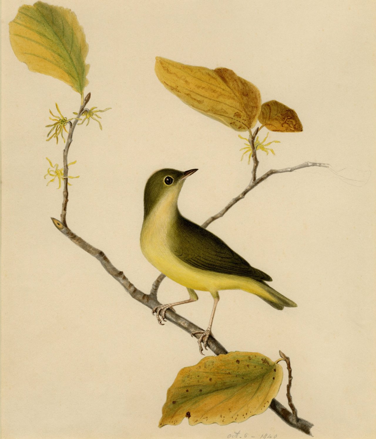 Connecticut Warbler "The single bird is depicted perched on a flowering branch of witch hazel"