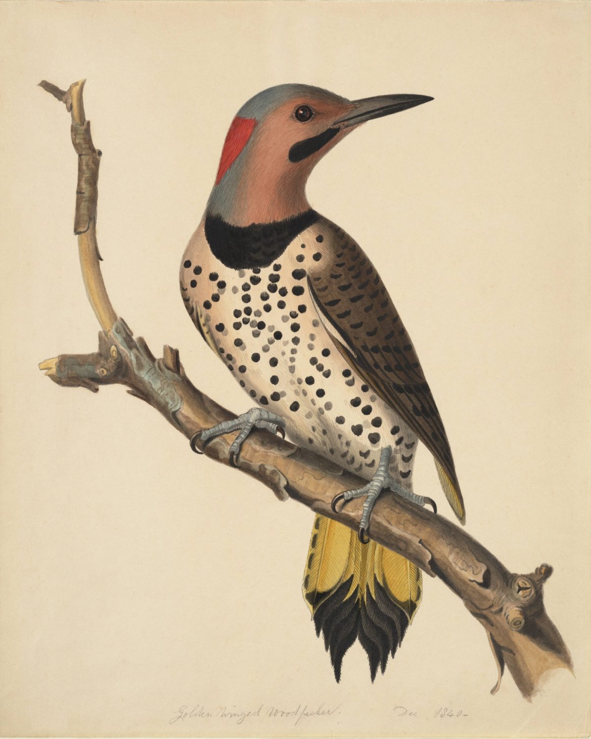 Golden Winged Woodpecker"A single bird is shown perched on a bare branch. 'Golden winged woodpecker' and the date are inscribed in graphite at the bottom of the sheet below the image. The bird depicted is now known as the yellow-shafted flicker"