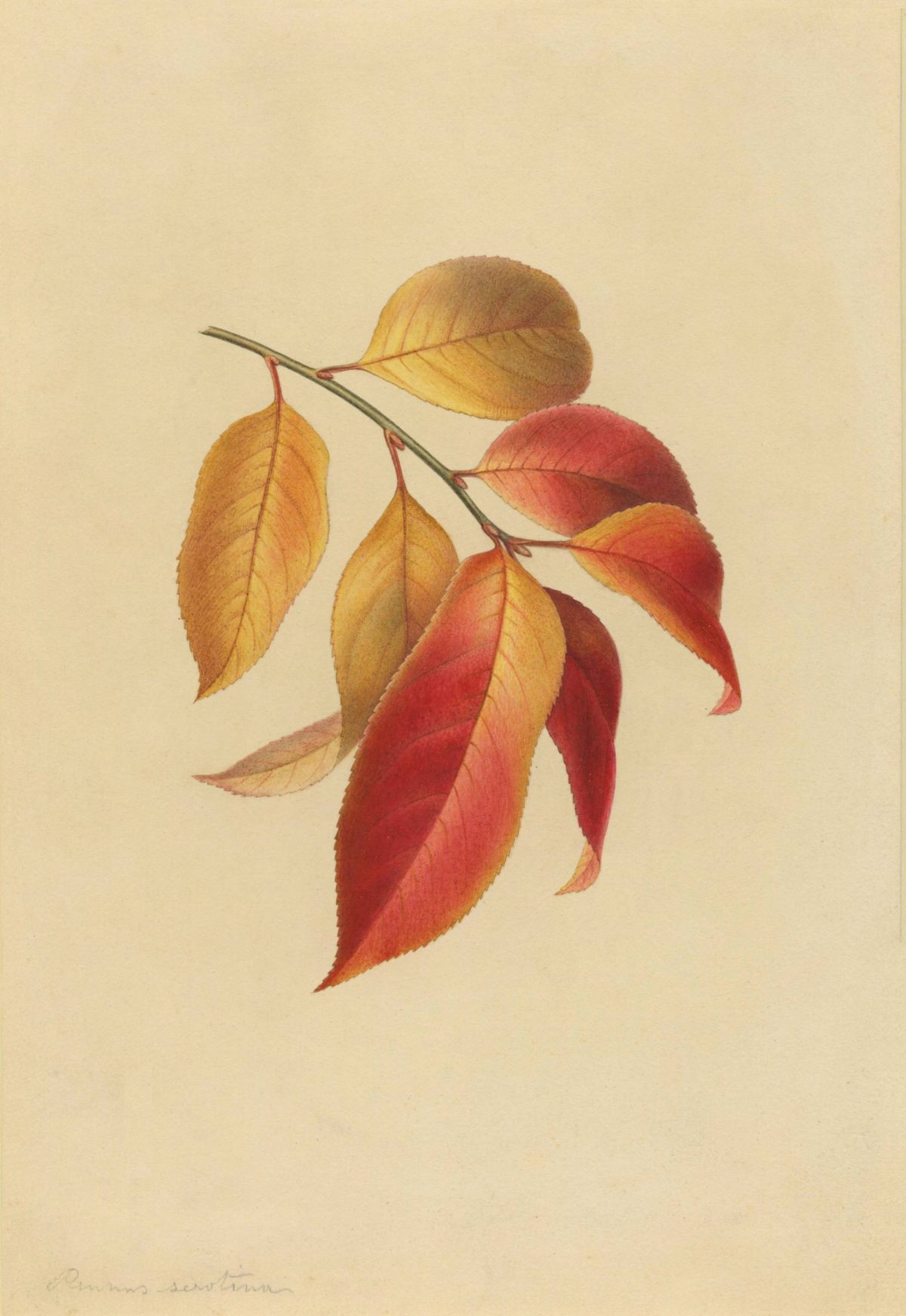 Prunus serotina "A branch of the black cherry tree is depicted with seven leaves in autumn color"