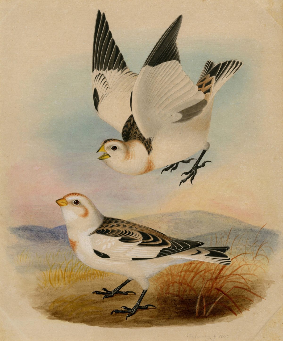 Snow Bunting"Two snow buntings are depicted, one on the ground and another in flight" 