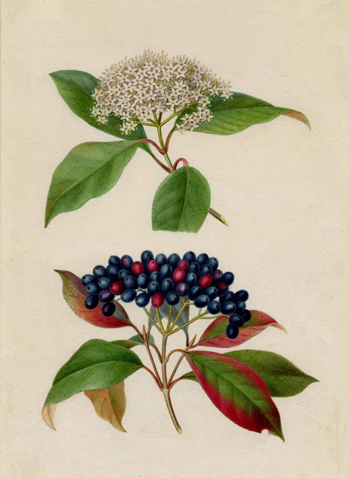 Witherod"Two details of witherod (Viburnum cassinoides), a shrub also known as wild raisin. One detail of the leaves and flower, another of the leaves and fruit." 