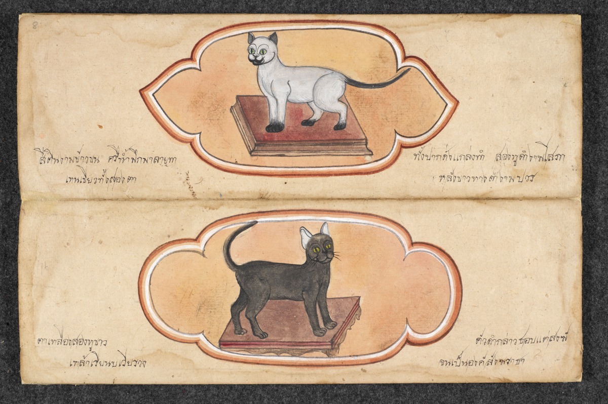 Treatise on Cats.