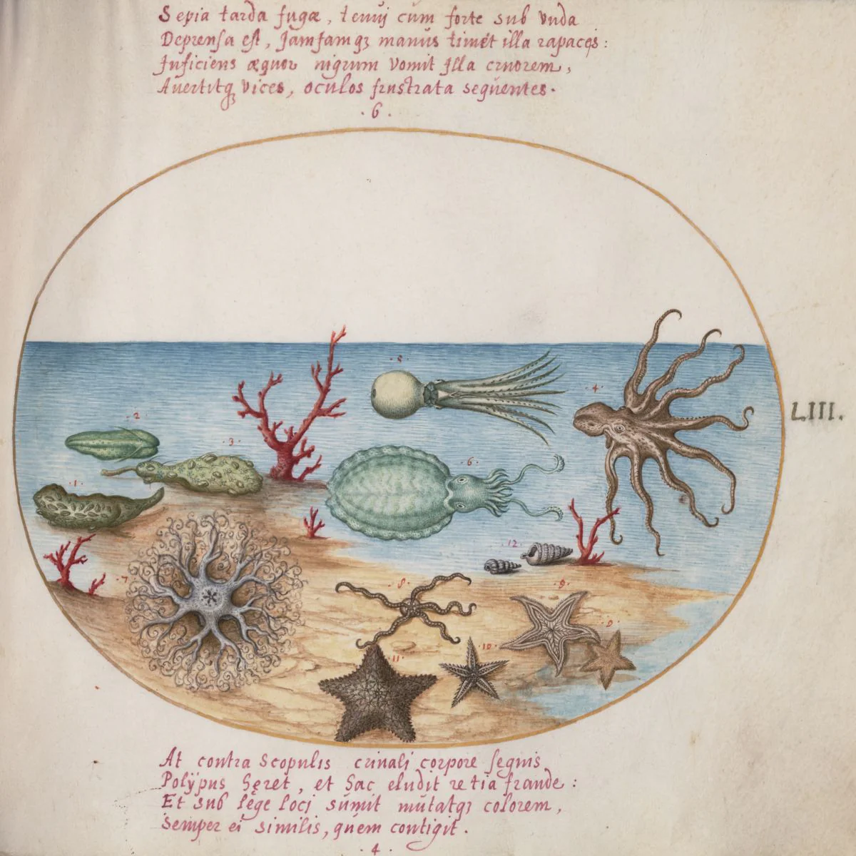 Animalia Aqvatilia et Cochiliata (Aqva) by Joris Hoefnagel c.1575-1580