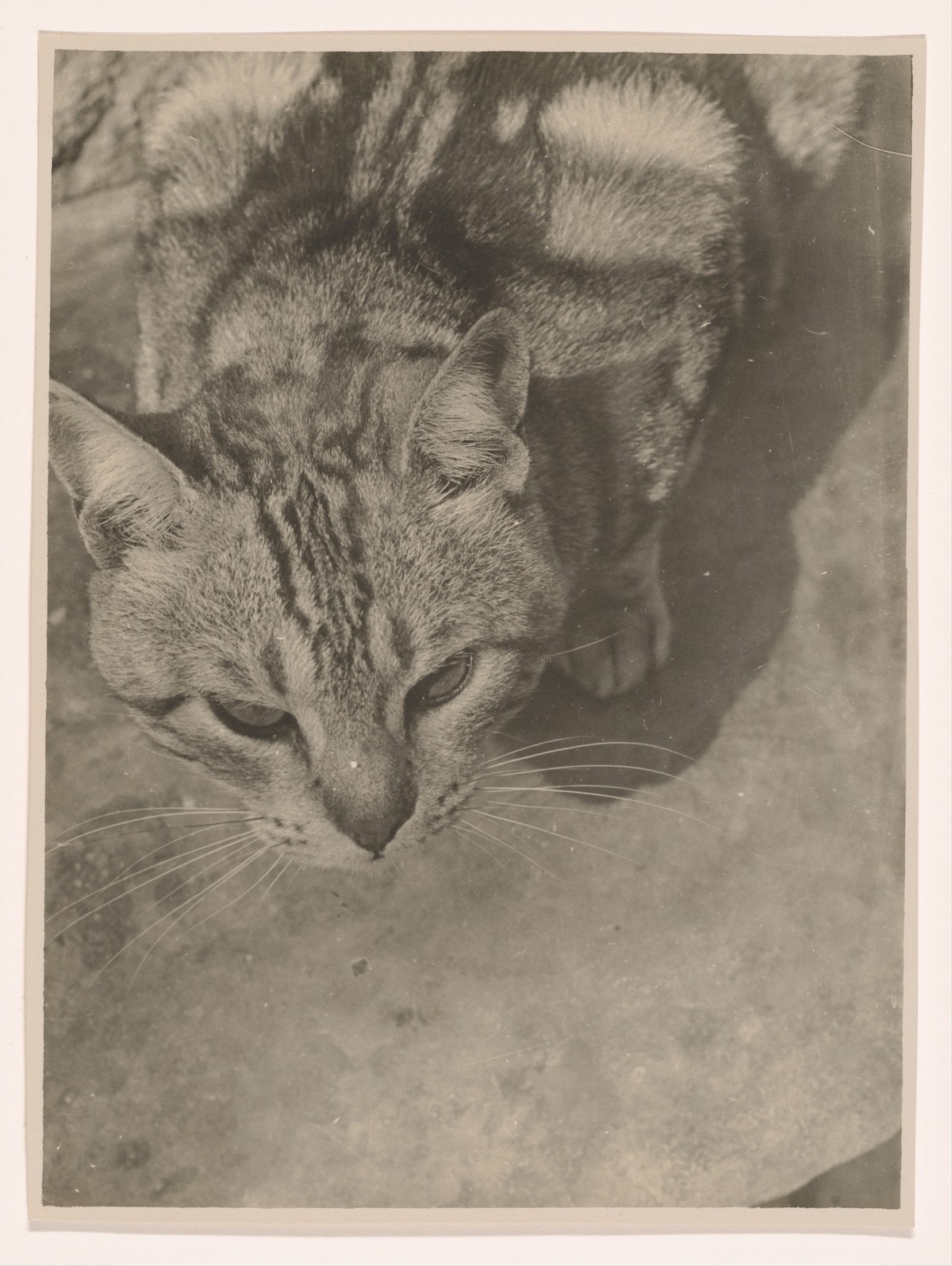 Cat, Seen From Above, ca. 1926, 