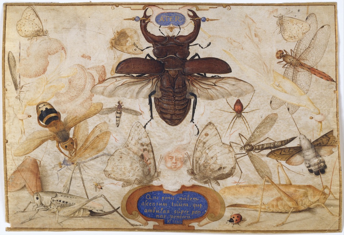 Insects and the Head of a Wind GodJoris Hoefnagel