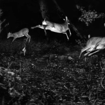 In the Night Garden: The Magical World of George Shiras