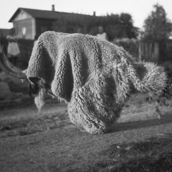 The Yule Goat: Photographs of Finland’s Nuuttipukki (1928)