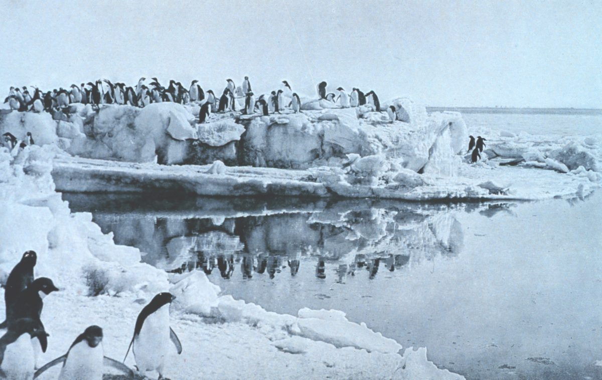 Adélie penguins on the ice foot at Cape Adare by Levick