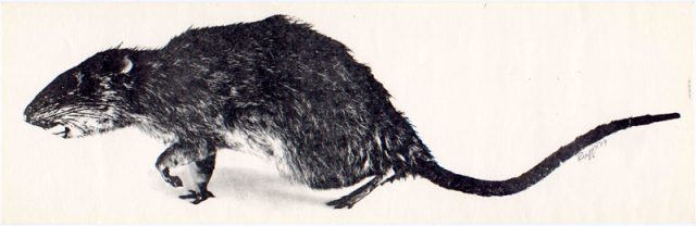 Time Square Rats Christy Rupp, Times Square Show, Rat Poster, 1979 - Flashbak