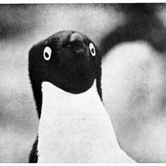 Notes on the Sexual Habits of the ‘Astonishingly Depraved’ Adélie Penguin, 1911