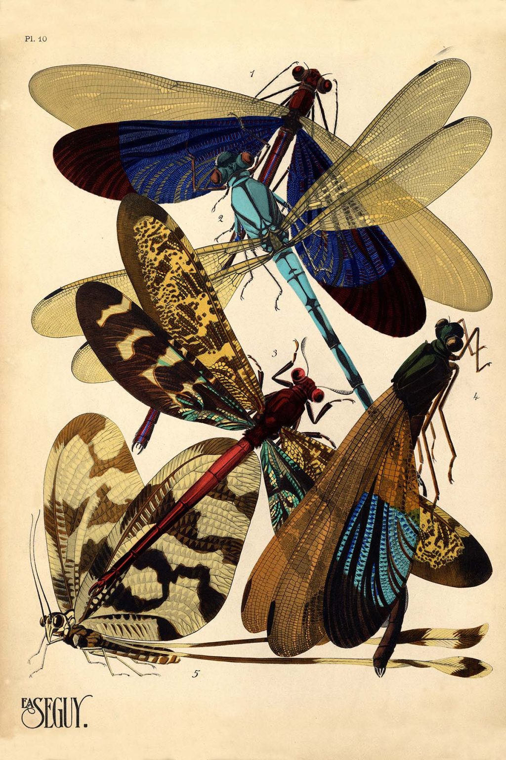 Émile-Allain Séguy's Insectes, 1925 - A Hymn To Nature In 20 Beautiful ...