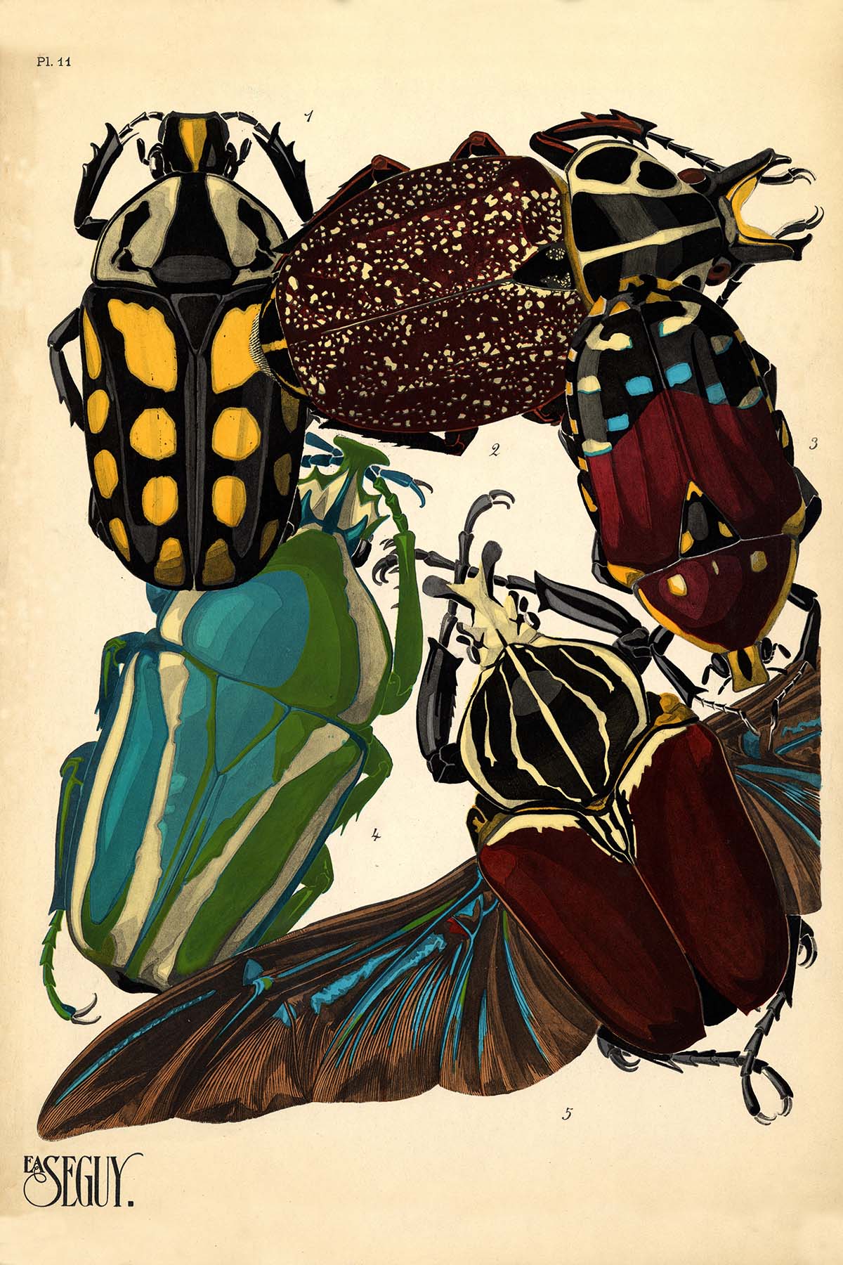 Emile-Allain Seguy's Insectes