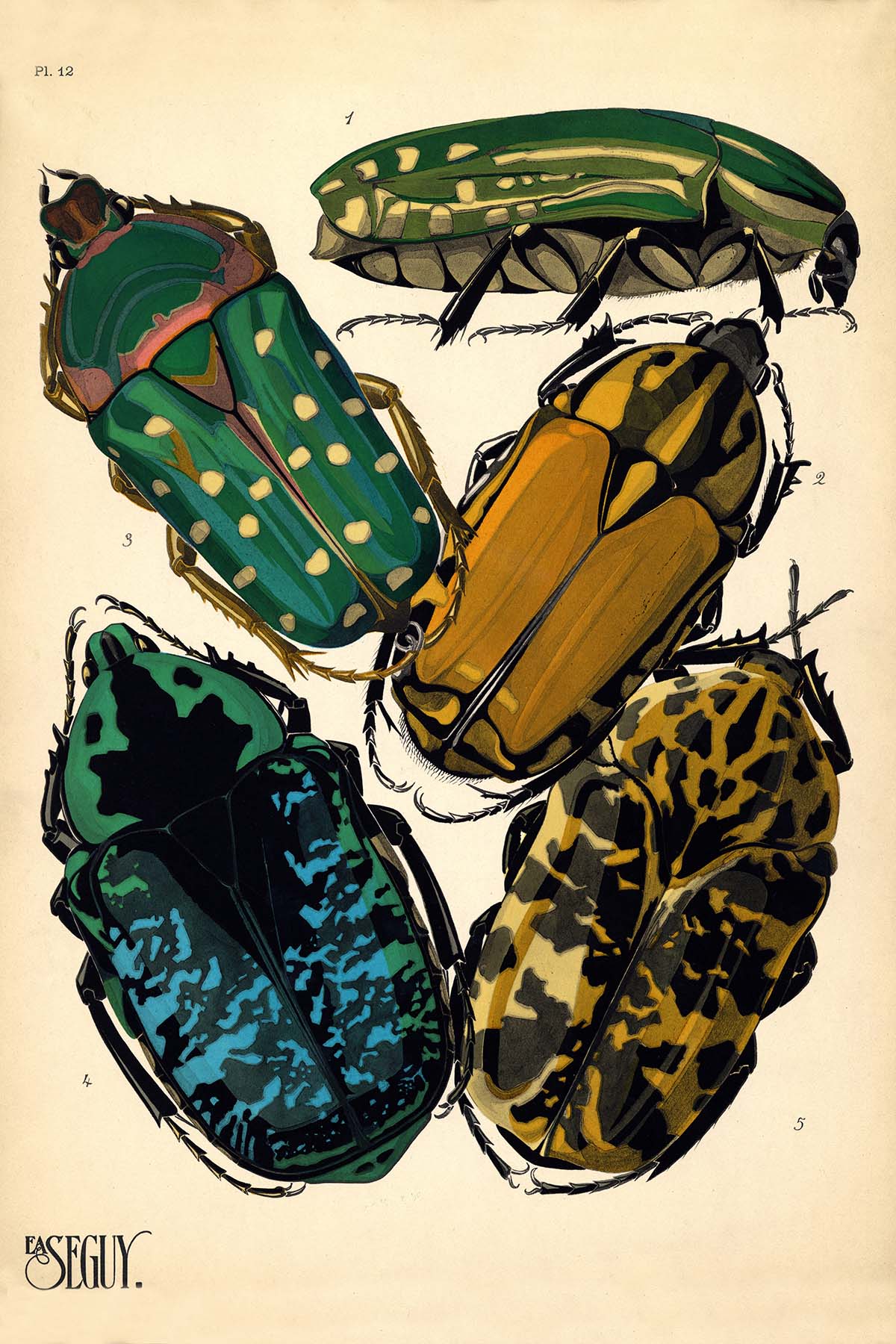 Emile-Allain Seguy's Insectes