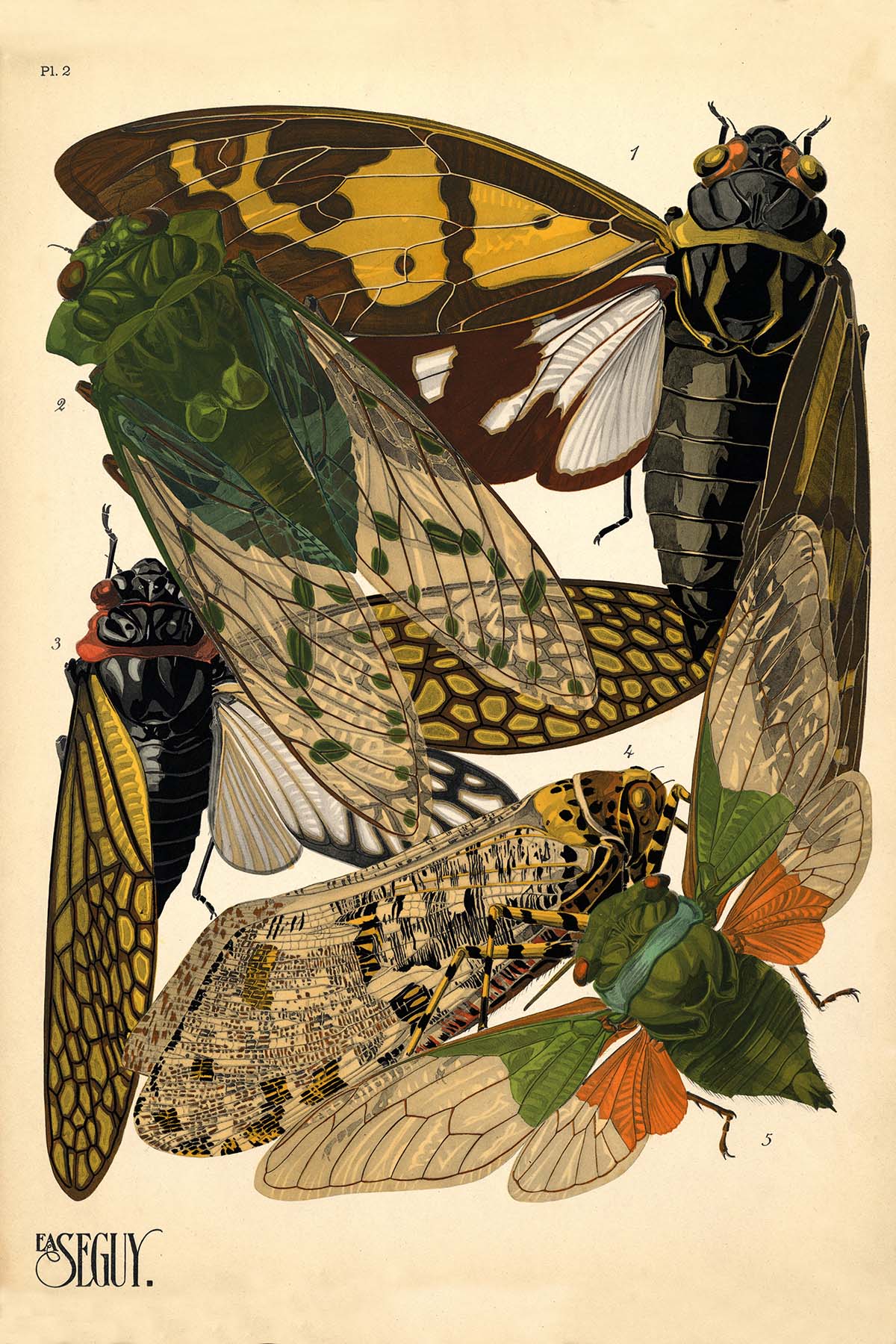 Emile-Allain Seguy's Insectes