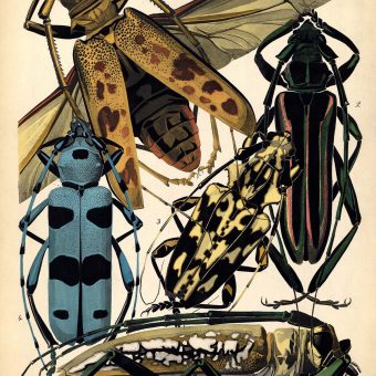 Émile-Allain Séguy’s Insectes, 1925 – A Hymn To Nature In 20 Beautiful Illustrated Plates