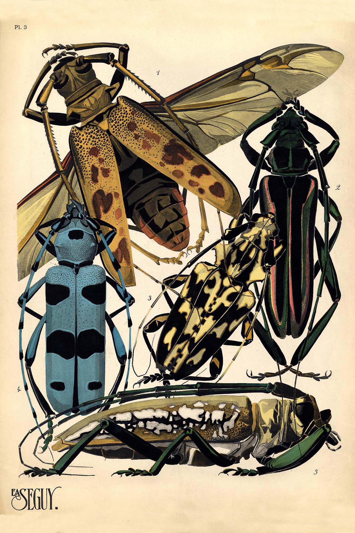 Emile-Allain Seguy's Insectes