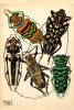 Émile-Allain Séguy's Insectes, 1925 - A Hymn To Nature In 20 Beautiful ...